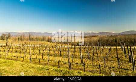 Weinberge von Italien im zeitigen Frühjahr an einem sonnigen Nachmittag Stockfoto