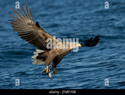 White tailed Eagle (Haliaeetus Horste) während des Fluges mit einem Kohle-Fisch in Norwegen Stockfoto