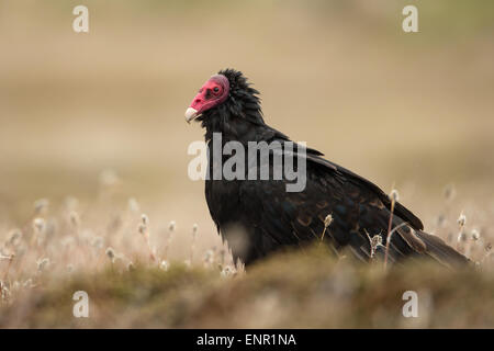 Türkei-Geier in Falkland-Inseln Stockfoto