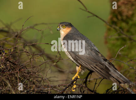 Männliche eurasischen Sperber (Accipiter Nisus) hocken in den Wäldern, Schottland Stockfoto