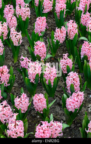Ein Blumenbeet rosa Hyazinthen (Hyacinthus Orientalis) in einem englischen Garten im April 2015. Stockfoto
