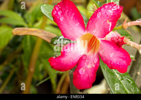 Rosa Azalee blüht frischen hellen grünen Tropfen. Stockfoto