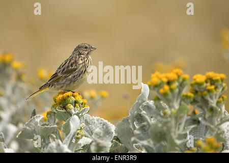 Falkland-Pieper hocken auf den gelben Blüten Stockfoto