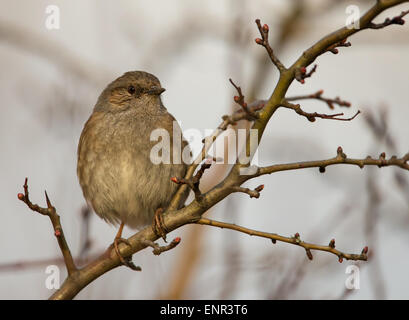 Heckenbraunelle (Prunella Modularis) bekannt als Hedge beobachtet, Hedge Sparrow oder Hedge Warbler hocken in der Struktur, England Stockfoto