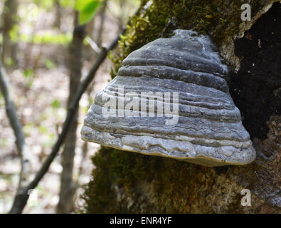 Mehrjährige Zunder Pilz auf einem Baum Stockfoto