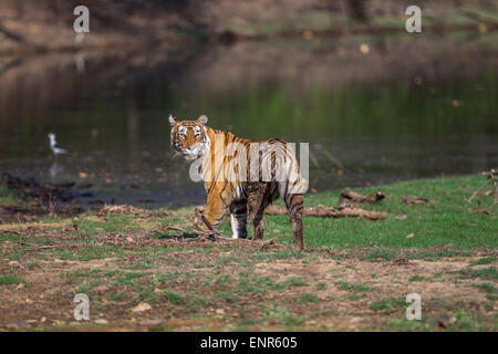 Bengalische Tigerin schlich in der Nähe von Rajbaug See Ranthambhore Wald, Indien. [Panthera Tigris] Stockfoto