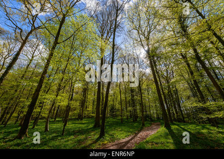 Forest of Dean im zeitigen Frühjahr mit neuen junge Laub, hellgrün und Weg durch Holz Gloucestershire England UK Stockfoto