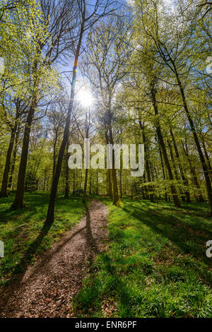 Forest of Dean im zeitigen Frühjahr mit neuen junge Laub, hellgrün und Weg durch Holz Gloucestershire England UK Stockfoto