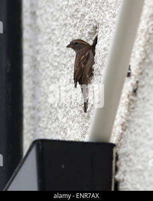 Der Haussperling ist ein Vogel der Spatz Familie Passeridae, Passer Domesticus, von ihrem Nest in ein Loch in einer Hauswand gesehen. Stockfoto