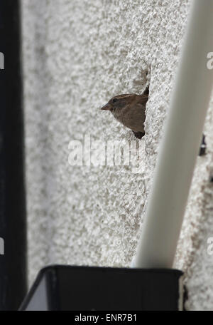 Der Haussperling ist ein Vogel der Spatz Familie Passeridae, Passer Domesticus, verlassen ihr Nest in ein Loch in einer Hauswand zu sehen Stockfoto