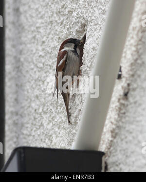 Der Haussperling ist ein Vogel der Spatz Familie Passeridae, Passer Domesticus, von seinem Nest in ein Loch in einer Hauswand gesehen. Stockfoto