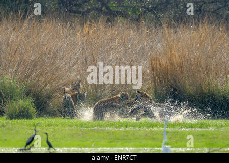 Bengal Tiger-Familie in einem Rajbaug See Ranthambhore Wald spielen. [Panthera Tigris] Stockfoto