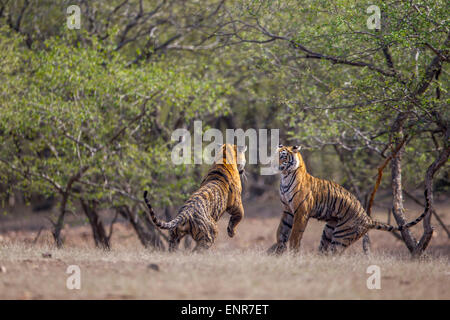 Bengal Tiger Geschwister in einem spielerischen Kampf am Ranthambhore Wald. [Panthera Tigris] Stockfoto