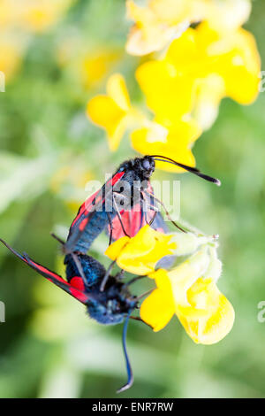 Zwei 6-Punkt-Burnett-Motten (Zygaena filipendulae), die sich von einer gelben Blume ernähren. Commong Insekt auf den britischen Inseln im Sommer gesehen. Stockfoto