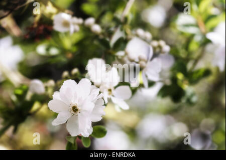 Exochorda Macrantha The Bride, Pearl Bush. Stockfoto