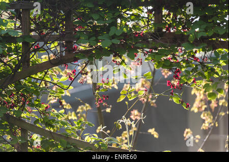 Akebia Quinata Schokolade Rebe. Stockfoto