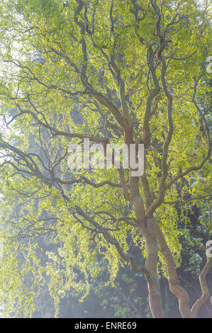 Salix Babylonica Pekinensis Tortuosa. Stockfoto