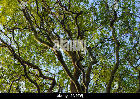 Salix Babylonica Pekinensis Tortuosa. Stockfoto