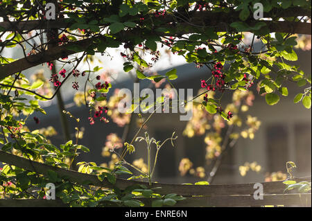 Akebia Quinata Schokolade Rebe. Stockfoto