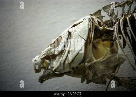 Skelett Fisch der Vorgeschichte Schädel Knochen im Nationalmuseum In Prag Tschechische Republik Stockfoto