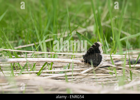 Die Camberwell Schönheit, Nymphalis antiopa Stockfoto