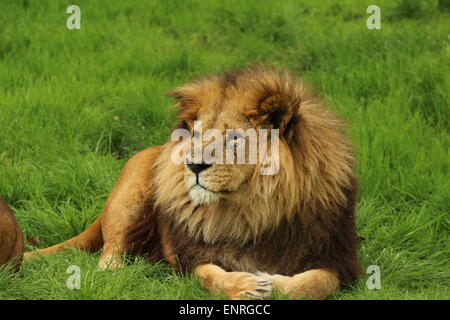 Lion riesig stolz männlich Stockfoto