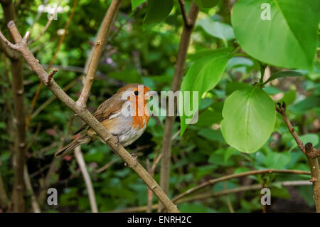 Europäische Robin Erithacus rubecula verderben sich in einem Strauch Stockfoto