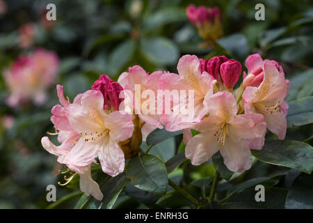 Rhododendron ' Percy Wiseman'. Stockfoto