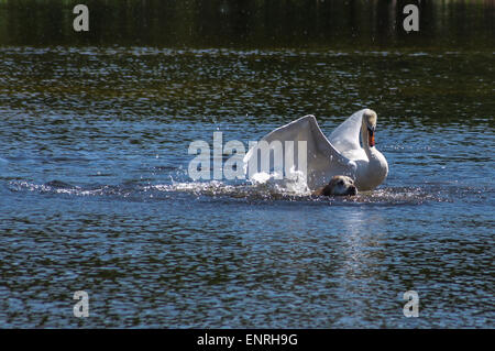 Wanstead Park, London, UK Sonntag, den 10. Mai 2015. Ein Schwan startet einen gewaltsamen Angriff auf einen gelben Labrador Hund schwimmen in Schulter von Hammel Teich, Wanstead, London. Die männliche Schwan, als Cob bekannt, verteidigt aggressiv sein Weibchen und Cygnets. Der Hund entkam unverletzt. 1. in einer Reihe von 8 Bilder. Credit: Mark Dunn/Alamy leben Nachrichten Stockfoto