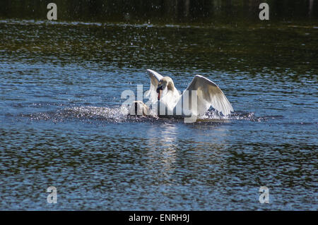 Wanstead Park, London, UK Mai Sonntag 10 2015. Ein Schwan startet ein tätlichen Angriffs auf einen gelben Labrador Hund schwimmen im Schulter Hammel Teich, Wanstead Park, London. Der männliche Schwan, bekannt als Cob, verteidigt aggressiv seinen Kumpel und Cygnets. Der Hund entkam unverletzt. 3. einer Reihe von 8 Bildern. Bildnachweis: Mark Dunn/Alamy Live-Nachrichten Stockfoto