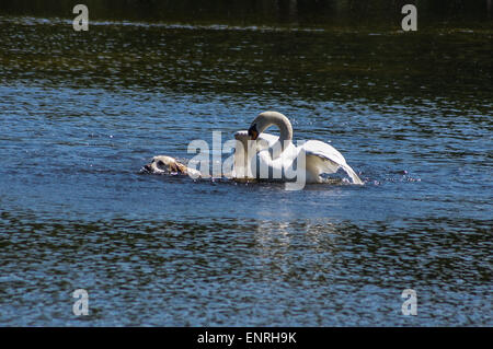 Wanstead Park, London, UK Mai Sonntag 10 2015. Ein Schwan startet ein tätlichen Angriffs auf einen gelben Labrador Hund schwimmen im Schulter Hammel Teich, Wanstead Park, London. Der männliche Schwan, bekannt als Cob, verteidigt aggressiv seinen Kumpel und Cygnets. Der Hund entkam unverletzt.  4.. aus einer Reihe von 8 Bilder. Bildnachweis: Mark Dunn/Alamy Live-Nachrichten Stockfoto