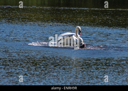 Wanstead Park, London, UK Mai Sonntag 10 2015. Ein Schwan startet ein tätlichen Angriffs auf einen gelben Labrador Hund schwimmen im Schulter Hammel Teich, Wanstead Park, London. Der männliche Schwan, bekannt als Cob, verteidigt aggressiv seinen Kumpel und Cygnets. Der Hund entkam unverletzt.  6.. aus einer Reihe von 8 Bilder. Bildnachweis: Mark Dunn/Alamy Live-Nachrichten Stockfoto