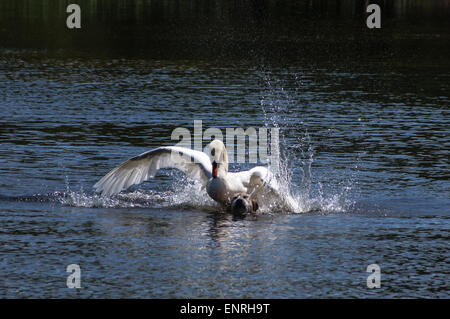 Wanstead Park, London, UK Mai Sonntag 10 2015. Ein Schwan startet ein tätlichen Angriffs auf einen gelben Labrador Hund schwimmen im Schulter Hammel Teich, Wanstead Park, London. Der männliche Schwan, bekannt als Cob, verteidigt aggressiv seinen Kumpel und Cygnets. Der Hund entkam unverletzt.  7.. aus einer Reihe von 8 Bilder. Bildnachweis: Mark Dunn/Alamy Live-Nachrichten Stockfoto