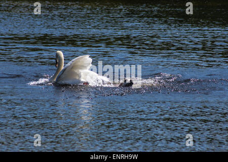 Wanstead Park, London, UK Mai Sonntag 10 2015. Ein Schwan startet ein tätlichen Angriffs auf einen gelben Labrador Hund schwimmen im Schulter Hammel Teich, Wanstead Park, London. Der männliche Schwan, bekannt als Cob, verteidigt aggressiv seinen Kumpel und Cygnets. Der Hund entkam unverletzt.  Letzte in einer Reihe von 8 Bildern. Bildnachweis: Mark Dunn/Alamy Live-Nachrichten Stockfoto