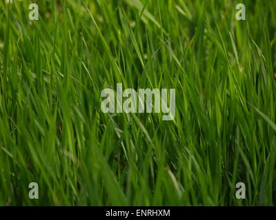 Green grass of a meadow Stockfoto
