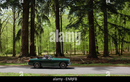 Eine klassische Sportwagen fahren vorbei an riesigen Bäumen im New Forest Nation Park Stockfoto