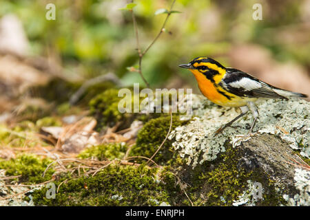 Blackburnian Warbler Stockfoto