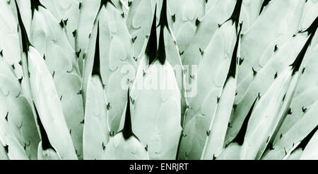 Nahaufnahme eines Kaktus Stockfoto