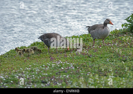 Männliche und weibliche Graugans Gänse-Anser Anser mit jungen füttern.  Frühling. UK Stockfoto