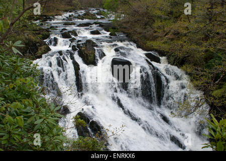 Swallow Falls (Rhaeadr Ewynnol) Wasserfall am Afon Llugwy, Betws-y-Coed, Wales, UK Stockfoto