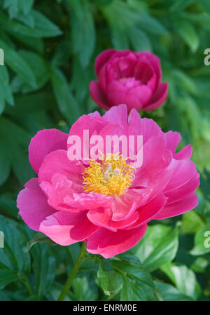 Paeonia "Paula Fay" Stockfoto