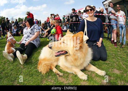 London, UK. 10. Mai 2015. Alle Hunde Angelegenheit große Hampstead bellen aus Dog Show 2015, Hampstead Heath, London zugunsten der Suche nach Wohnungen für Rettungshunde. Die Hundeausstellung wirkt die besten Rettungshunde, die beste Oldie und nettesten Hunde finden wird durch eine Reihe von Promi-Jury beurteilt und wirft brauchte viel Geld für die Nächstenliebe. Bildnachweis: Paul Brown/Alamy Live-Nachrichten Stockfoto