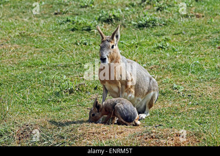 Mara mit jungen (Dolichotis Patagonum) - aka patagonischen Cavia Stockfoto