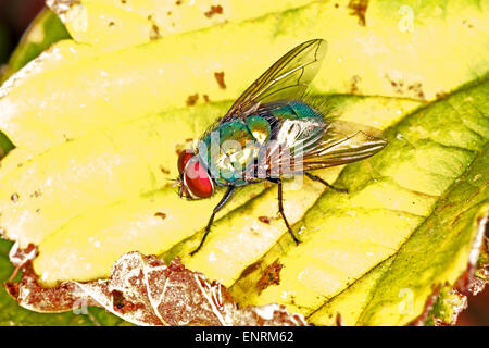 Gemeinsamen grünen Flasche fliegen (Lucilia Sericata) Stockfoto