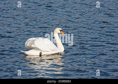 Höckerschwan Cygnus olor Stockfoto