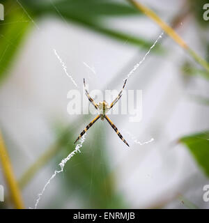 Schwarz und gelb Argiope Spider Web im Garten Stockfoto