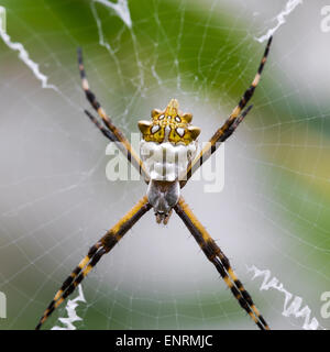 Schwarz und gelb Argiope Spider Web im Garten Stockfoto