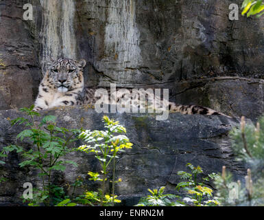 Marwell Zoo, Winchester, Hampshire, UK. 10. Mai 2015. Ein Blick auf einige der am stärksten gefährdeten, vom Aussterben bedrohte Tiere-Snow Leopard: Status stark gefährdet. Es wird angenommen, dass 4.500 – 7.500 Schneeleoparden in freier Wildbahn links Stockfoto