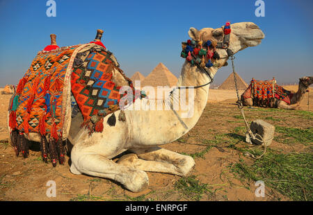 Kamel durch die Pyramide von Gizeh. Stockfoto