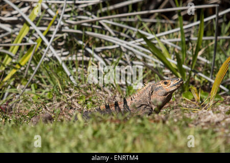 Schwarzen stacheligen-tailed Leguan - Ctenosaura similis Stockfoto